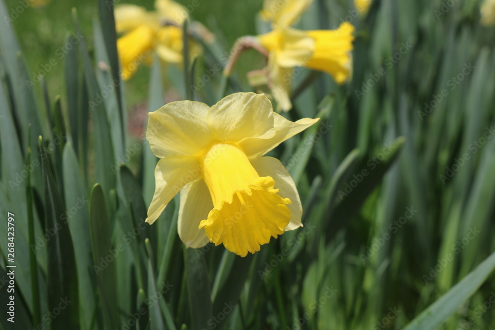 Yellow daffodil flowers in full bloom in backyard spring garden Yellow daffodil flowers in full bloom in backyard spring garden