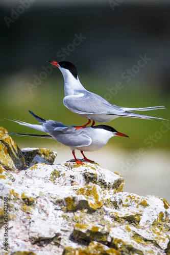 A minor landing crash. Funny nature. Nature background. Birds: Common Tern. Sterna hirundo.  photo