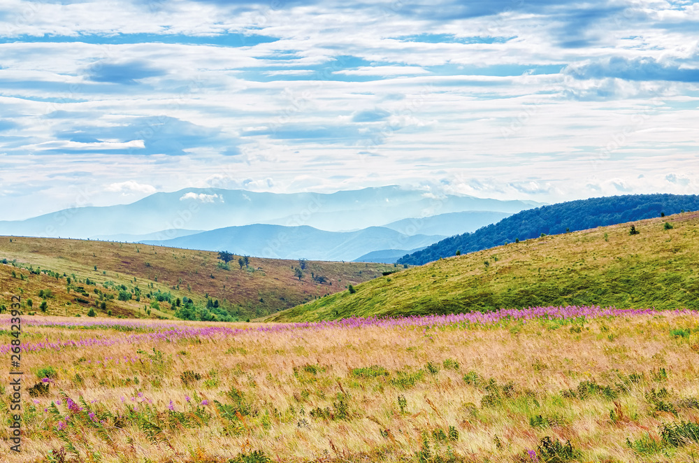 grassy meadow in the mountain landscape. purple fire weed flowers among the grass. ridge in the distance beneath a cloudy sky. sunny august weather