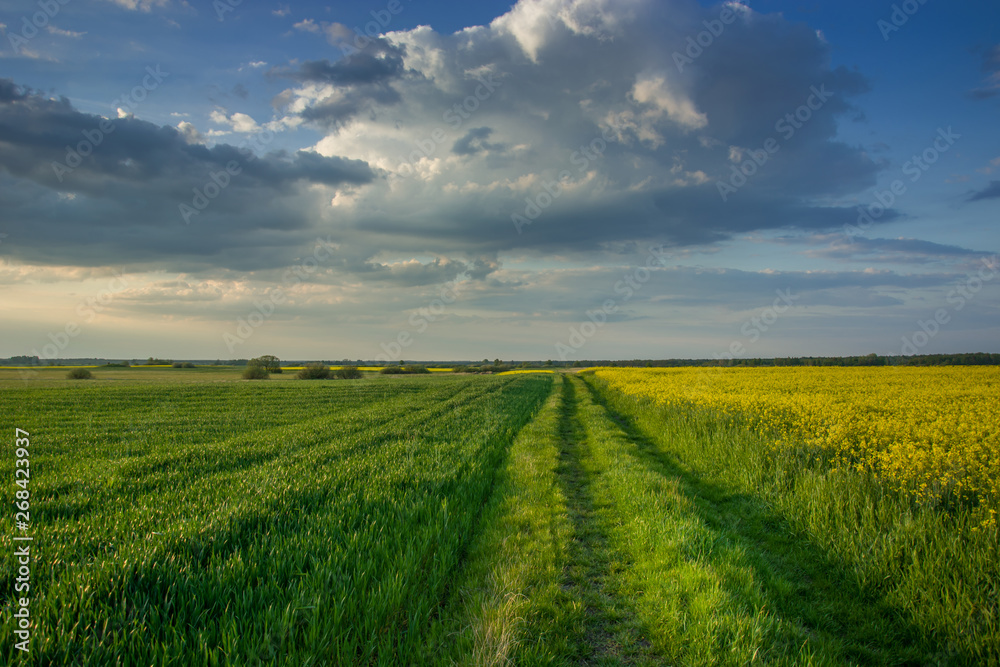 Dirt road through a spring fields and evening clouds in the sky Dirt road through a spring fields and evening clouds in the sky