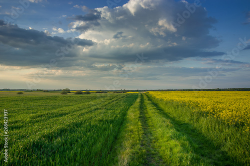 Dirt road through a spring fields and evening clouds in the sky
