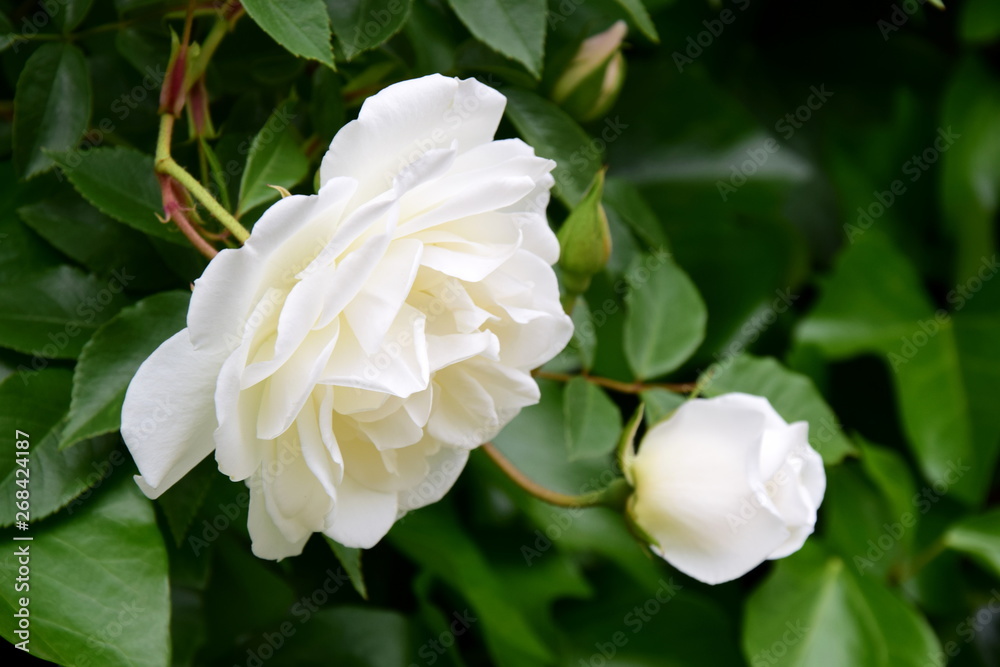 Edle weiße Rosen im Garten - Kletterpflanze im Frühling Edle weiße Rosen im Garten - Kletterpflanze im Frühling