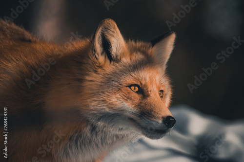 The red fox in the Winter