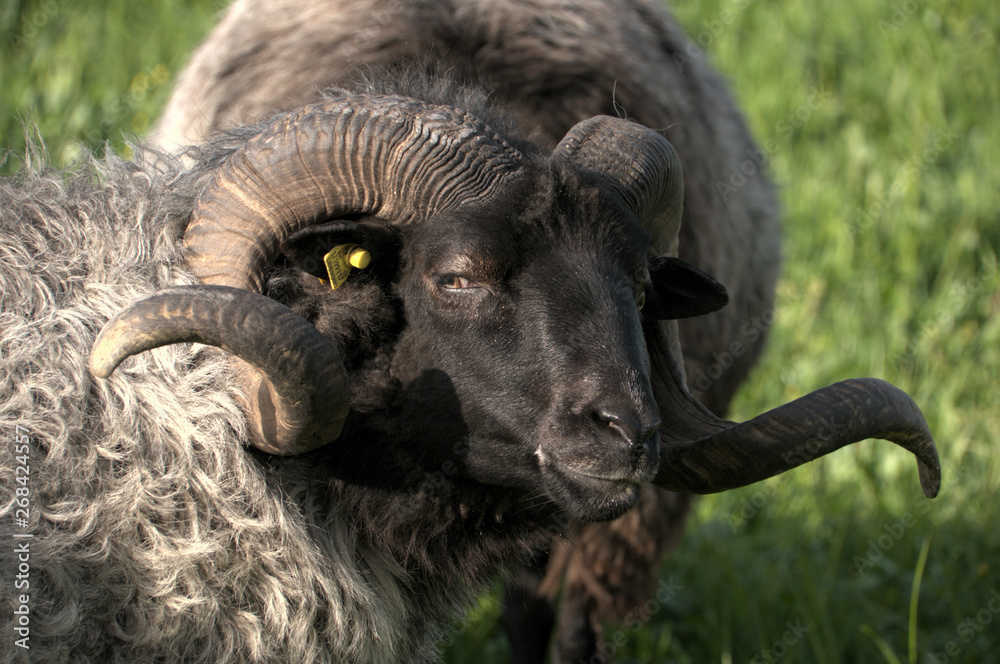 German Grey Heath (Graue Gehörnte Heidschnucke), sheep breed shot in Arbon, Switzerland German Grey Heath (Graue Gehörnte Heidschnucke), sheep breed shot in Arbon, Switzerland