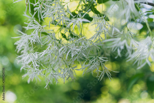 White fringe tree flowers in bloom in the Spring