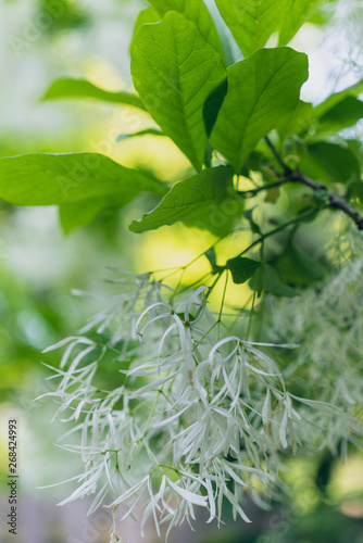 White fringe tree flowers in bloom in the Spring