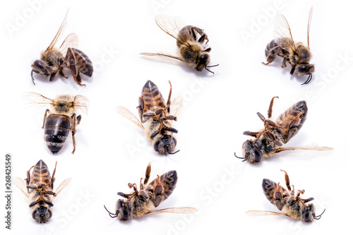 Bees in extermination, dead on the ground. Many dead bees on white background, conceptual image on pesticides and environmental risk. © RHJ