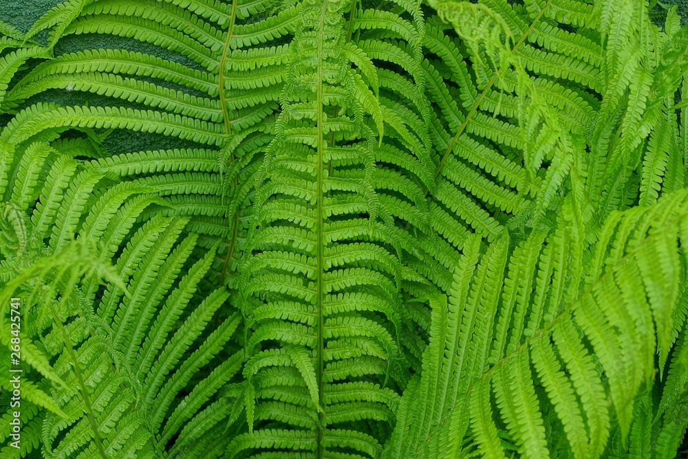 natural plant green texture from large green fern leaves natural plant green texture from large green fern leaves