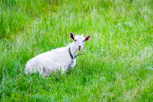 White domestic goat grases in green field