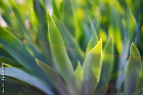 Green iris leaves in garden for abstract spring background