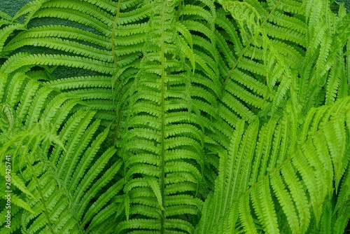 natural plant green texture from large green fern leaves