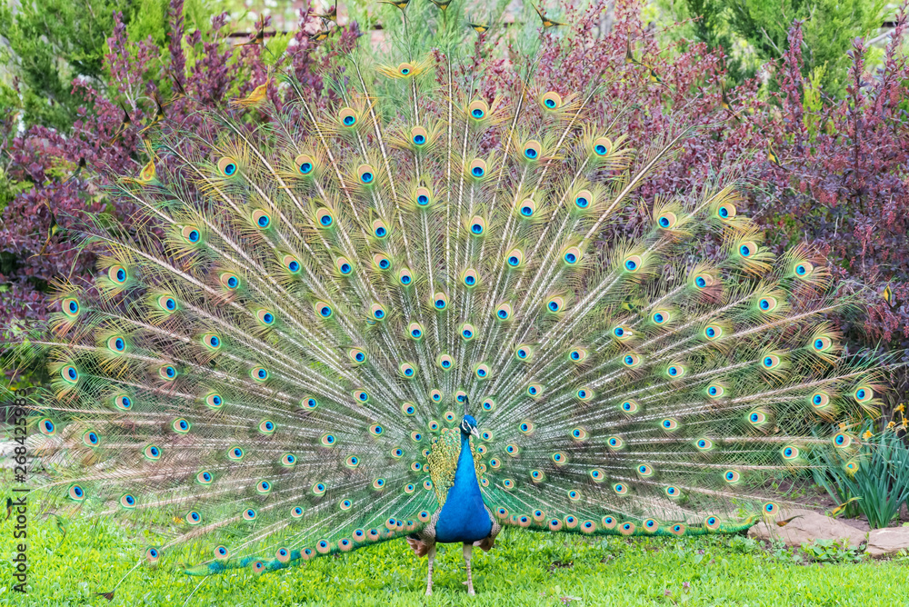 Obraz premium Close up male peacock with fully unfolded feathers of his tail