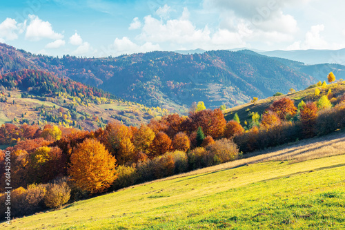 sunny autumn afternoon mountain scenery. trees in fall foliage on the hillside. green grassy meadow. ridge in the distance. bright weather with clouds on the blue sky