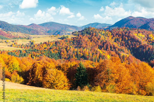 sunny autumn afternoon mountain scenery. trees in fall foliage on the hillside. green grassy meadow. ridge in the distance. bright weather with clouds on the blue sky
