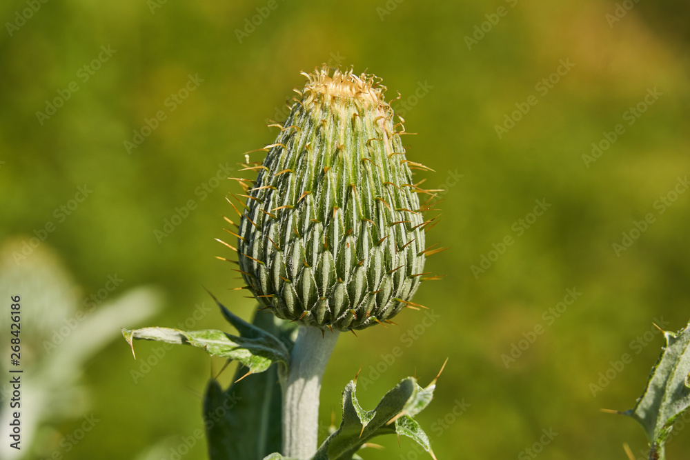 Texas Thistle Isolated preblossom bud (Cirsium texanum) Texas Thistle Isolated preblossom bud (Cirsium texanum)