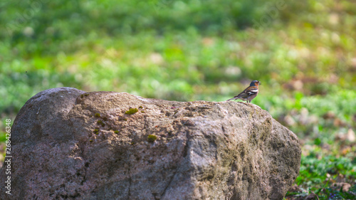 bird walks in the park