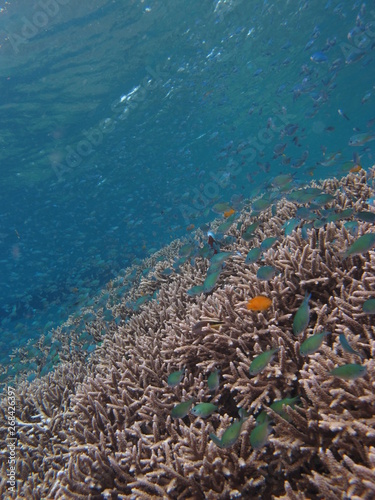 Arrecife de coral en Bunaken
