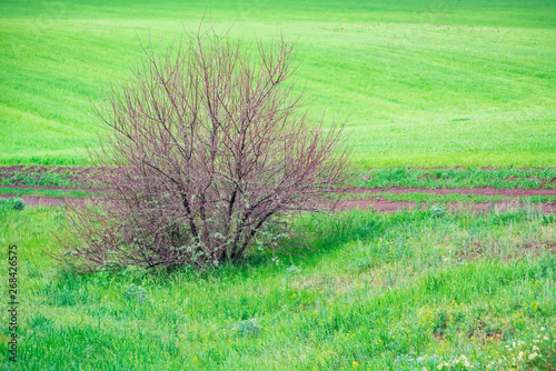 Beautiful picturesque spring landscape with tree green steppe