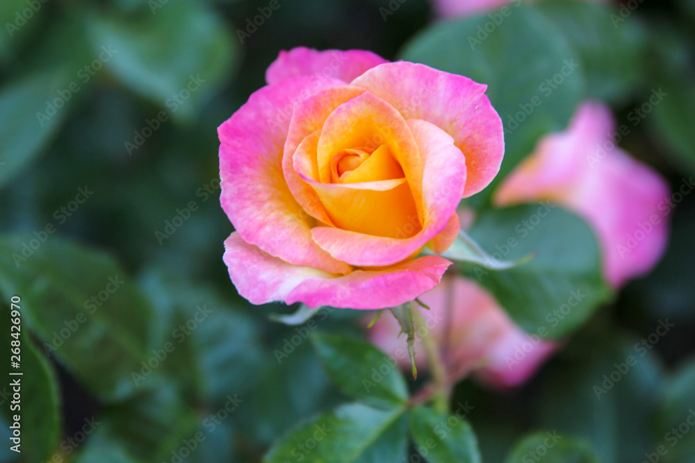 beautiful pink and yellow rose in california rose garden with green and black blur background