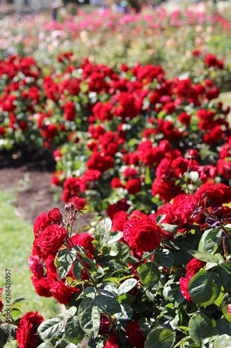 rose garden california red roses in queue