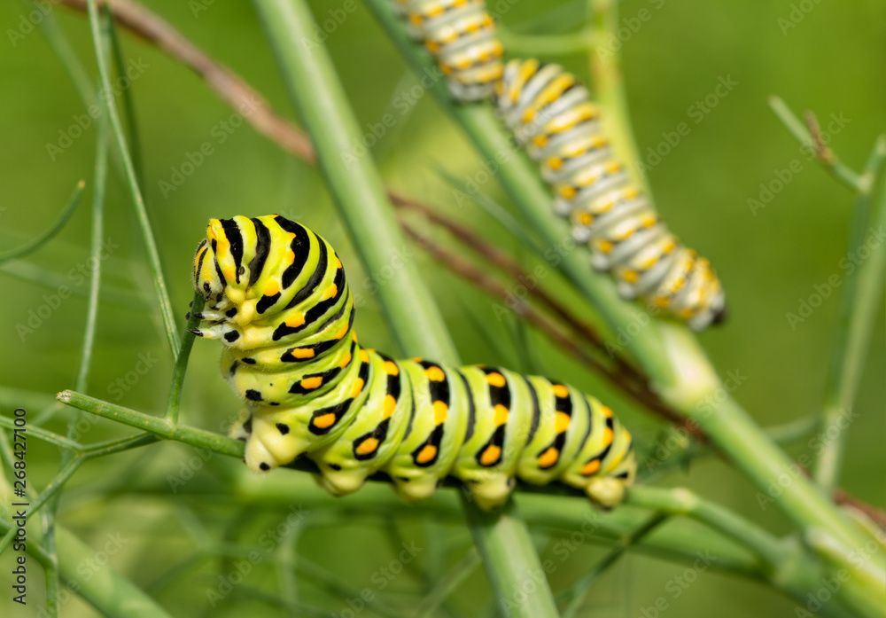 Last, fifth instar of a Black Swallowtail butterfly caterpillar eating a fennel stem, with two fourth instars in the background on the same plant