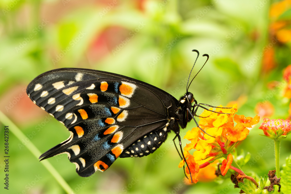 Eastern Black Swallowtail butterfly feeding on a yellow and orange lantana flower in summer garden, ventral view Eastern Black Swallowtail butterfly feeding on a yellow and orange lantana flower in summer garden, ventral view