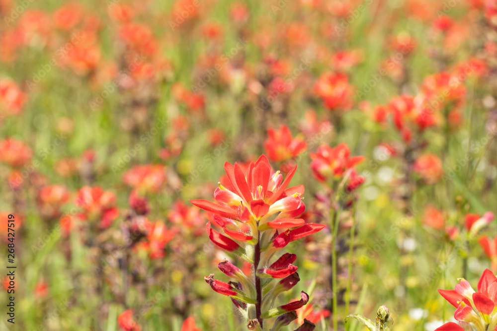 Castilleja indivisa, Texas Indian Paintbrush flower on a sunny spring meadow