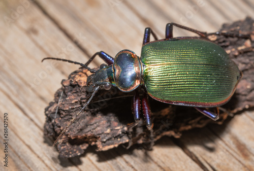 Shiny Fiery Searcher, a caterpillar hunting predatory beetle