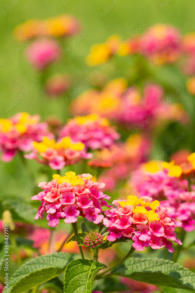 Obraz premium Brightly colored Lantana flowers blooming in summer