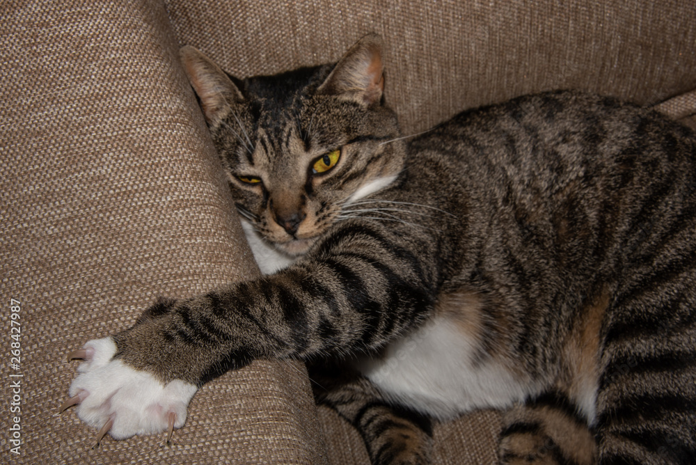Cat sleeping on couch with paw on armrest Cat sleeping on couch with paw on armrest