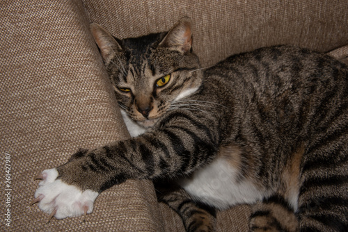 Cat sleeping on couch with paw on armrest 