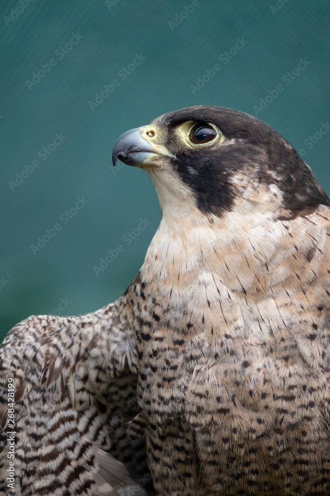 Peregreen falcon, bird of prey, photographed in the Drakensberg mountains near Cathkin Peak, Kwazulu Natal, South Africa Peregreen falcon, bird of prey, photographed in the Drakensberg mountains near Cathkin Peak, Kwazulu Natal, South Africa