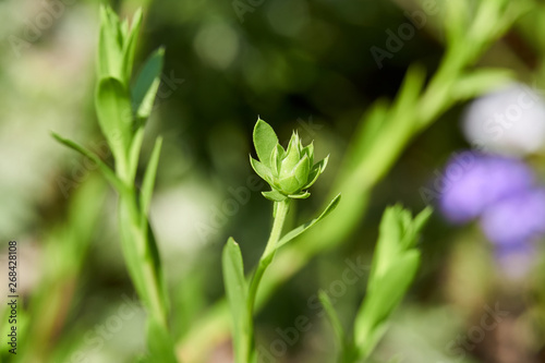 Macro Close up of Texas Sleepydaisy  Xanthisma texanum  prebloom flower bud.