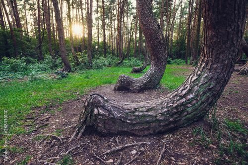 Crooked Forest in Nowe Czarnowo village, Poland photo
