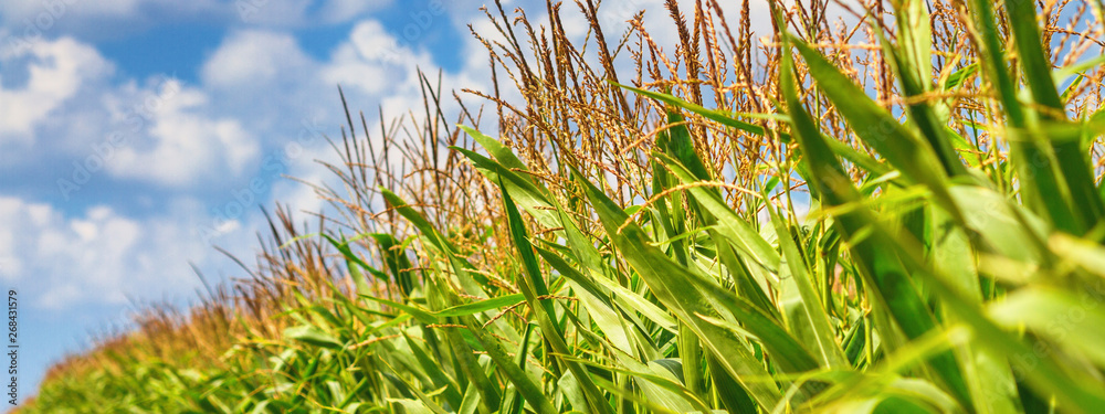 Rural landscape - corn field on sunny hot summer day Rural landscape - corn field on sunny hot summer day