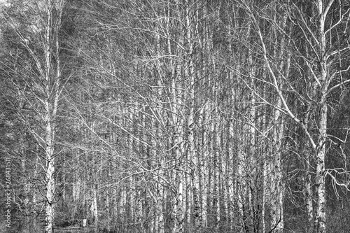 Birch grove on a spring day, landscape banner, huge panorama, black-and-white