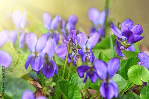 Violet violets flowers bloom in the spring forest. Viola odorata