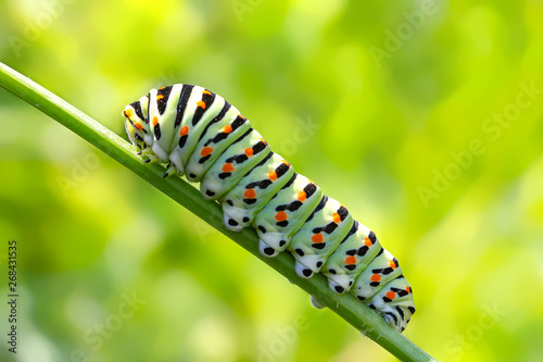 eine Raupe (Schwalbenschwanz) im Garten