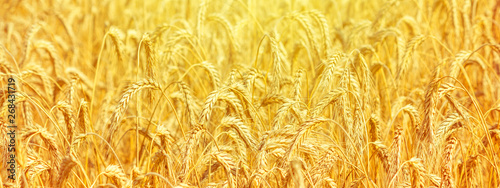 Rural landscape - field common wheat (Triticum aestivum) in the rays of the summer sun, close-up