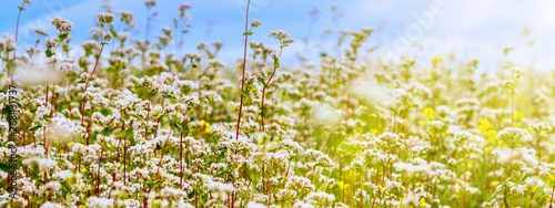 Rural landscape - blooming buckwheat field under the summer sky, banner