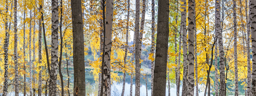 Birch grove against the lake on sunny autumn day  landscape  panorama  banner