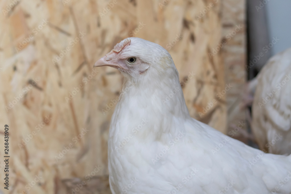 Portrait of white, young chicken in an incubator cage. Portrait of white, young chicken in an incubator cage.