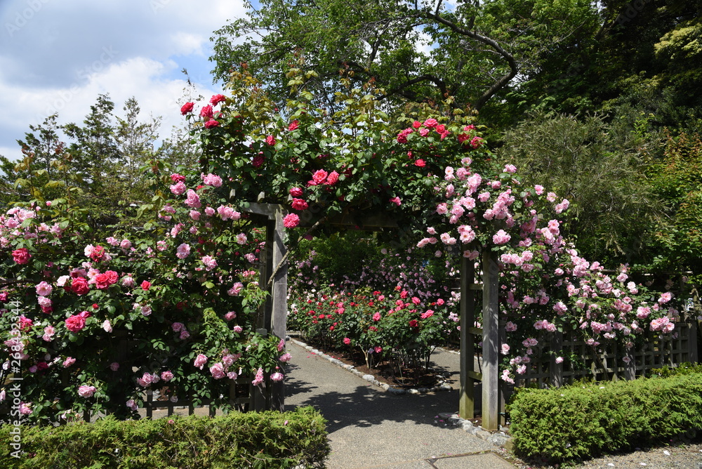 The roses in the rose garden are in full bloom.