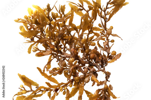 Pelagic brown algae in the genus Sargassum. The berry-like structures are gas-filled bladders known as pneumatocysts, which provide buoyancy to the plant.Isolated on white background photo