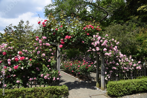 The roses in the rose garden are in full bloom. © tamu