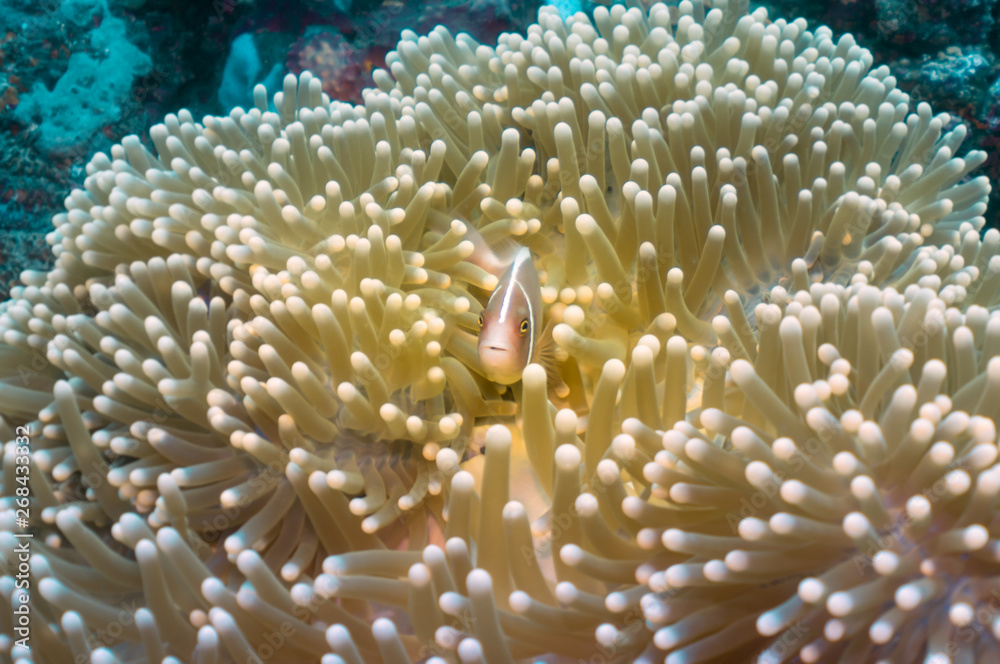 Anemone Fish in the middle looking at the camera - Orange Anemone Fish in the middle of a yellow anemone, looking to the camera. Underwater shoot in Tulamben, Bali, Indonesia. Anemone Fish in the middle looking at the camera - Orange Anemone Fish in the middle of a yellow anemone, looking to the camera. Underwater shoot in Tulamben, Bali, Indonesia.