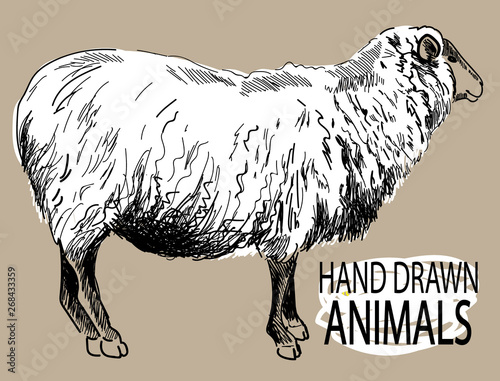 Sheep. Drawing by hand in vintage style. Wool.
