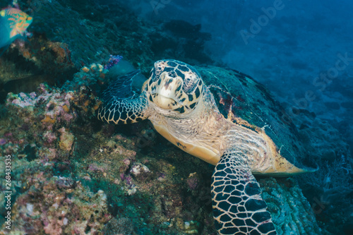 Sea Turtle looking at camera - Underwater photo of sea turtle resting over corals looking at camera. Scuba diving in Thailand  Phi Phi Islands.