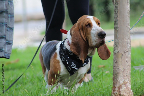 beagle in the grass