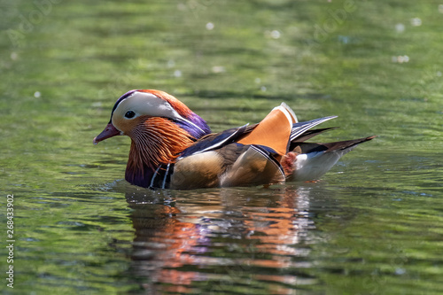 Mandarin duck (Aix galericulata) male.
